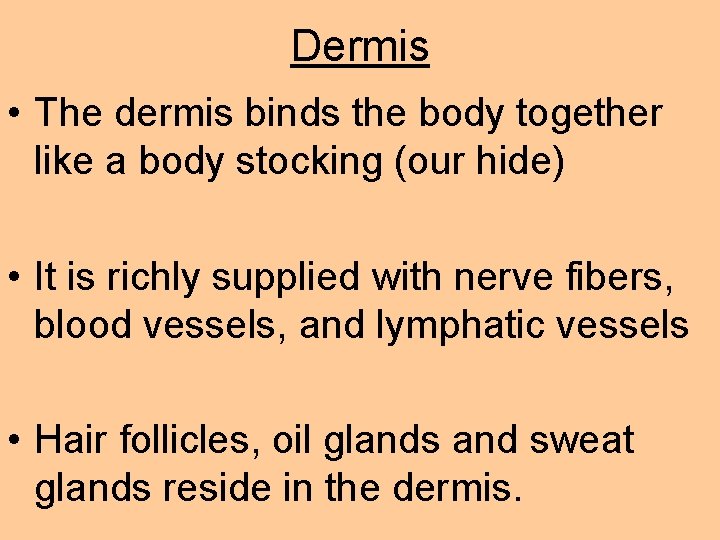 Dermis • The dermis binds the body together like a body stocking (our hide)
