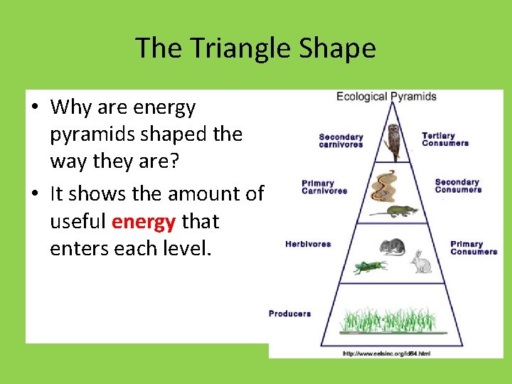 The Triangle Shape • Why are energy pyramids shaped the way they are? •