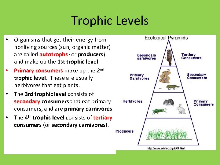 Trophic Levels • Organisms that get their energy from nonliving sources (sun, organic matter)