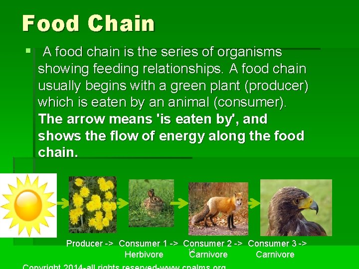 Food Chain § A food chain is the series of organisms showing feeding relationships.