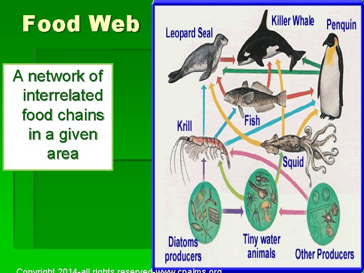 Food Web A network of interrelated food chains in a given area 15 