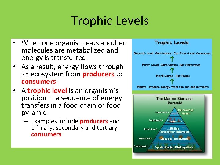 Trophic Levels • When one organism eats another, molecules are metabolized and energy is
