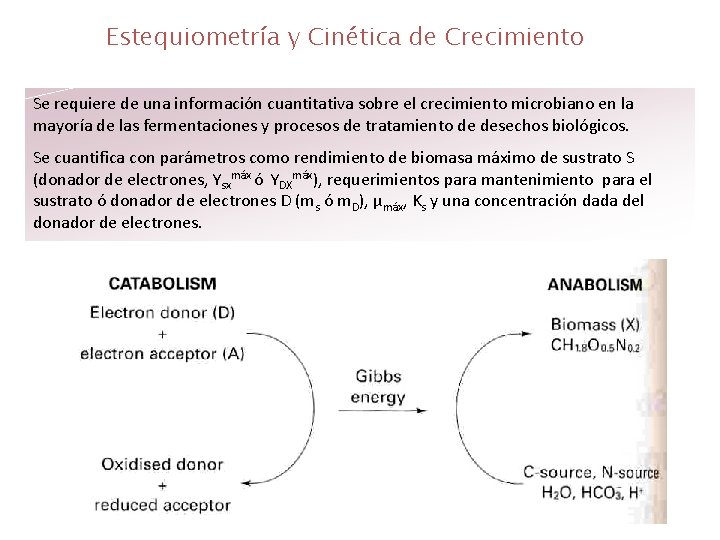 Estequiometría y Cinética de Crecimiento Se requiere de una información cuantitativa sobre el crecimiento