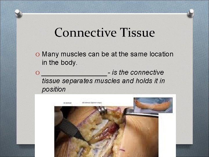 Connective Tissue O Many muscles can be at the same location in the body.