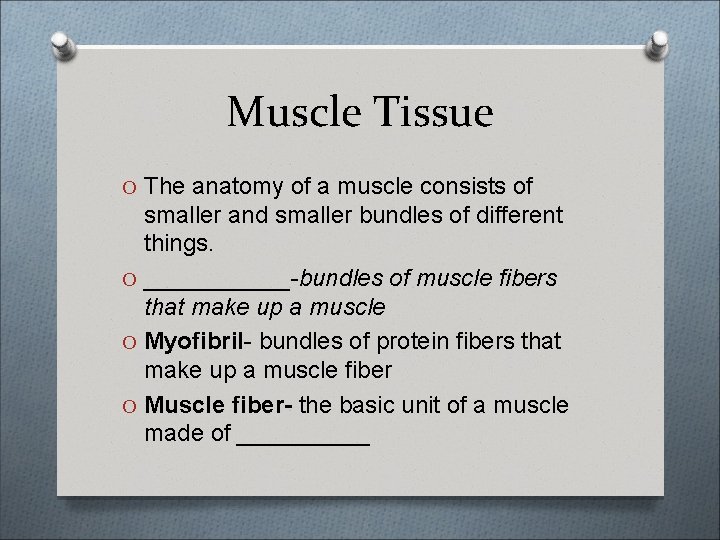 Muscle Tissue O The anatomy of a muscle consists of smaller and smaller bundles