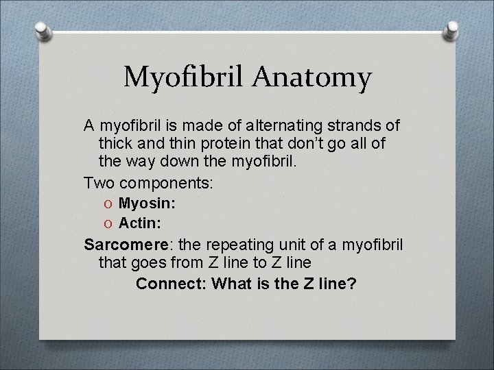 Myofibril Anatomy A myofibril is made of alternating strands of thick and thin protein