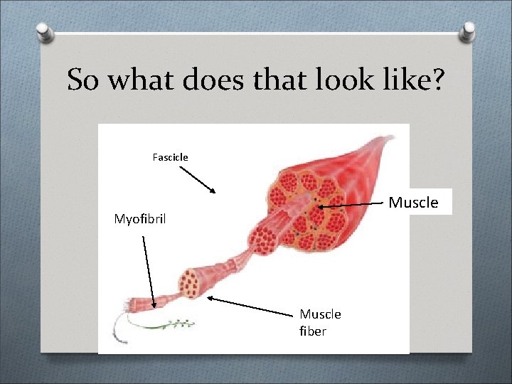 So what does that look like? Fascicle Muscle Myofibril Muscle fiber 