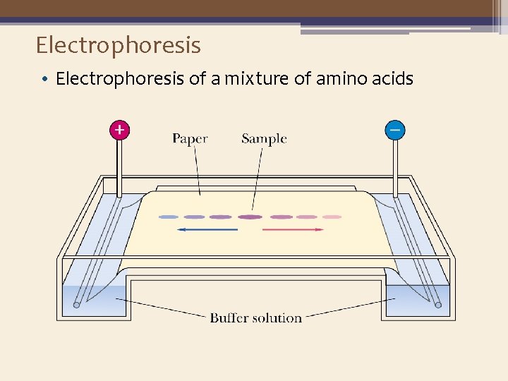 Electrophoresis • Electrophoresis of a mixture of amino acids 