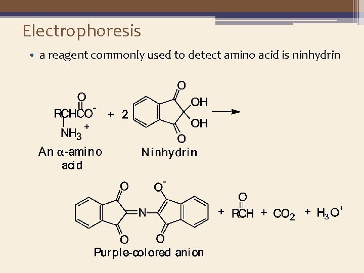 Electrophoresis • a reagent commonly used to detect amino acid is ninhydrin 