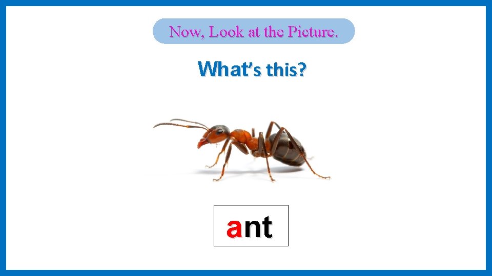 Now, Look at the Picture. What’s this? ant 