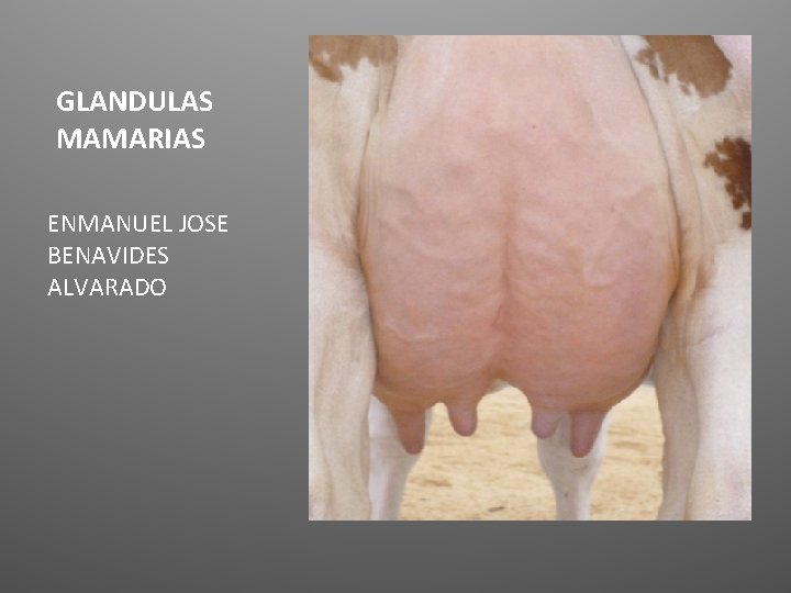 GLANDULAS MAMARIAS ENMANUEL JOSE BENAVIDES ALVARADO 