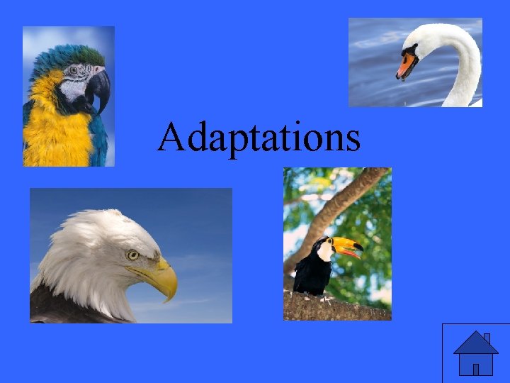 Adaptations 