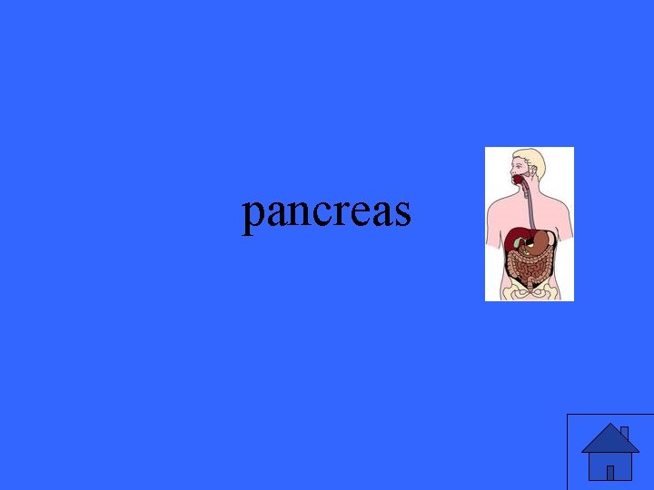 pancreas 