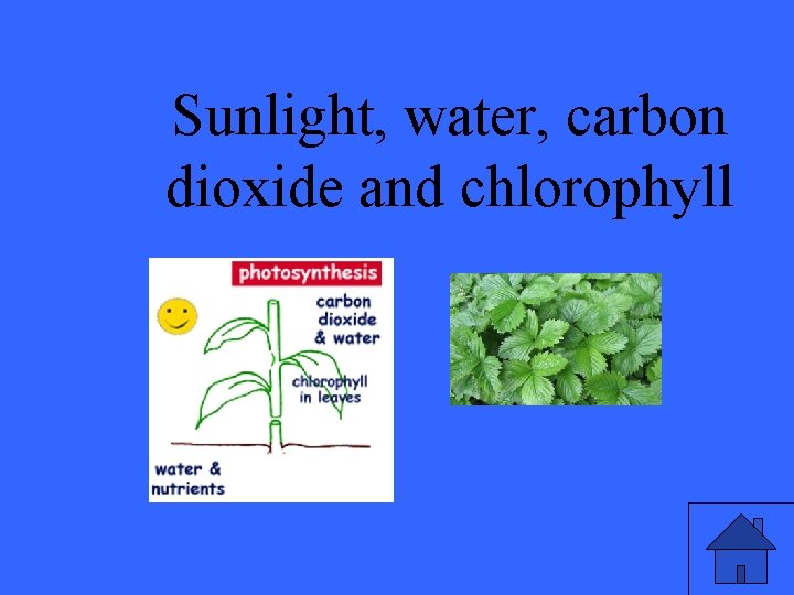 Sunlight, water, carbon dioxide and chlorophyll 