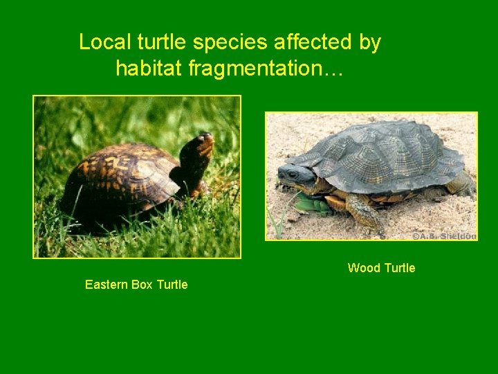 Turtle Conservation Local Issues Habitat Fragmentation Dividing of