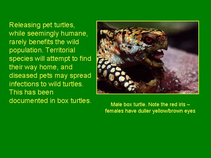 Turtle Conservation Local Issues Habitat Fragmentation Dividing of