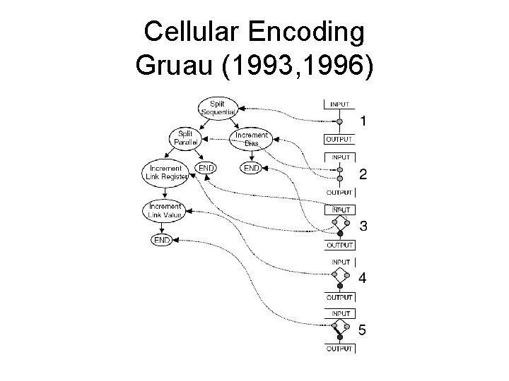 Cellular Encoding Gruau (1993, 1996) 