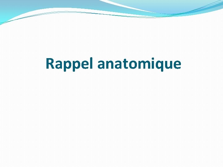 Rappel anatomique 