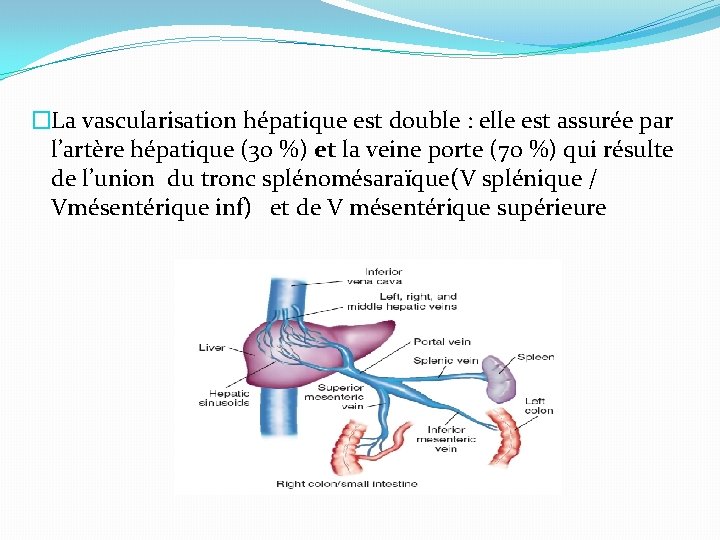 �La vascularisation hépatique est double : elle est assurée par l’artère hépatique (30 %)