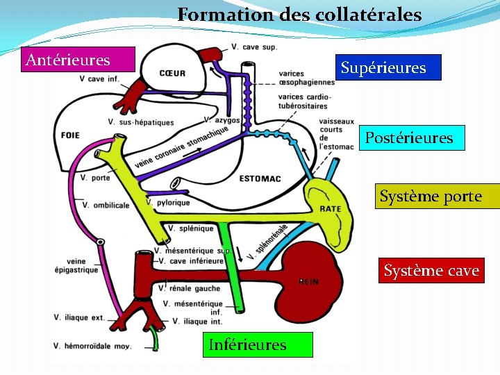 Formation des collatérales Antérieures Supérieures Postérieures Système porte Système cave Inférieures 