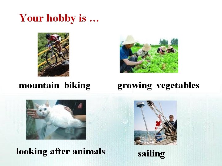 Your hobby is … mountain biking looking after animals growing vegetables sailing Your hobby is … mountain biking looking after animals growing vegetables sailing