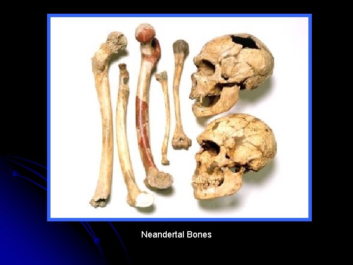 Neandertal Bones 