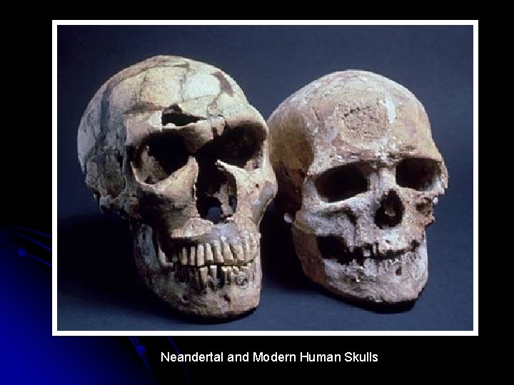 Neandertal and Modern Human Skulls 