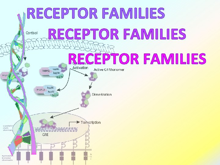 RECEPTOR FAMILIES 