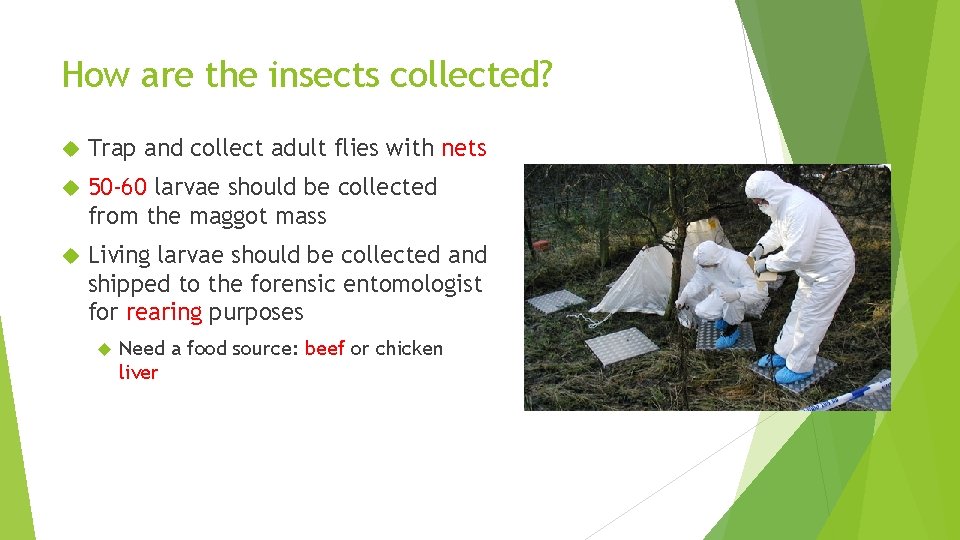 How are the insects collected? Trap and collect adult flies with nets 50 -60