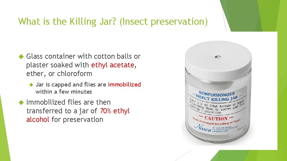 What is the Killing Jar? (Insect preservation) Glass container with cotton balls or plaster