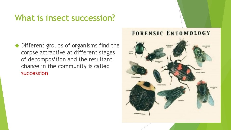 What is insect succession? Different groups of organisms find the corpse attractive at different