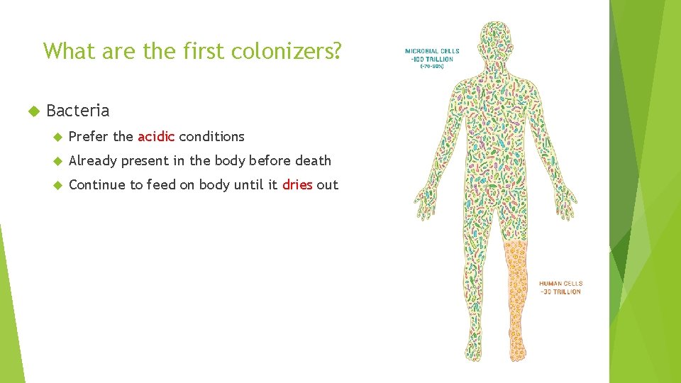 What are the first colonizers? Bacteria Prefer the acidic conditions Already present in the