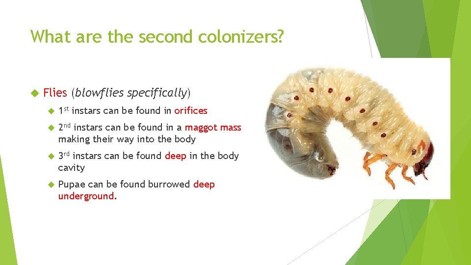 What are the second colonizers? Flies (blowflies specifically) 1 st instars can be found