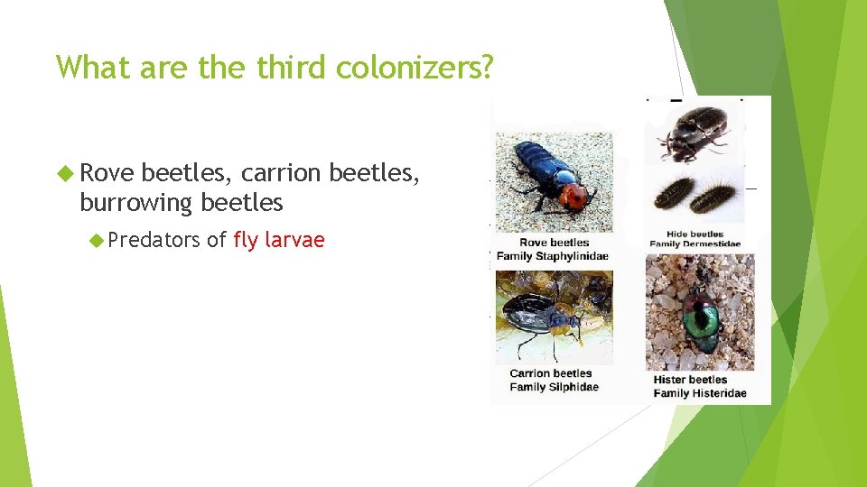 What are third colonizers? Rove beetles, carrion beetles, burrowing beetles Predators of fly larvae