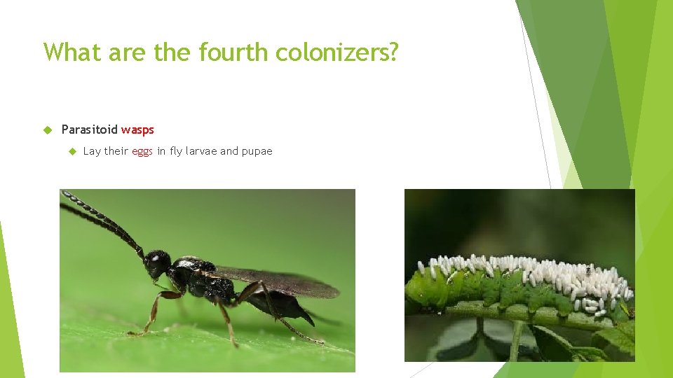 What are the fourth colonizers? Parasitoid wasps Lay their eggs in fly larvae and