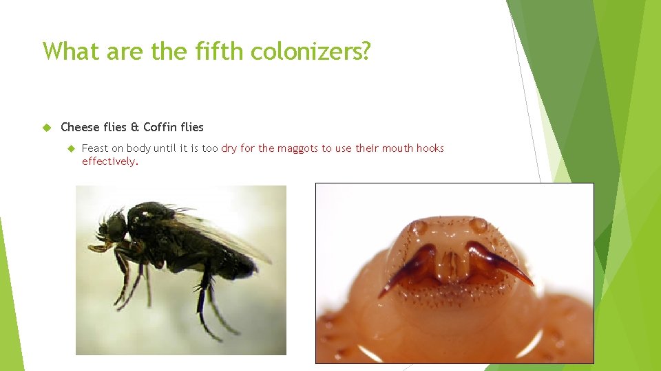 What are the fifth colonizers? Cheese flies & Coffin flies Feast on body until