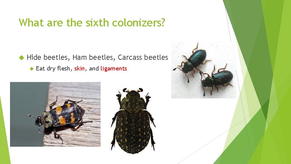 What are the sixth colonizers? Hide beetles, Ham beetles, Carcass beetles Eat dry flesh,