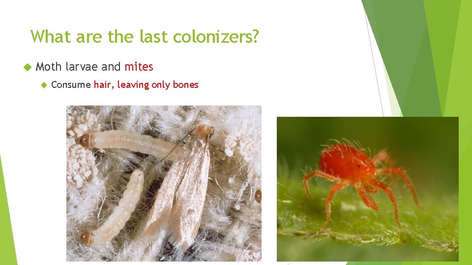 What are the last colonizers? Moth larvae and mites Consume hair, leaving only bones