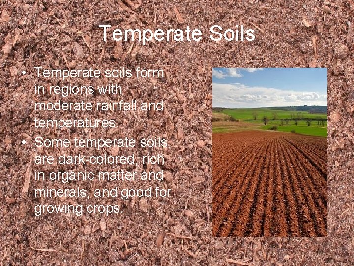 Temperate Soils • Temperate soils form in regions with moderate rainfall and temperatures. •