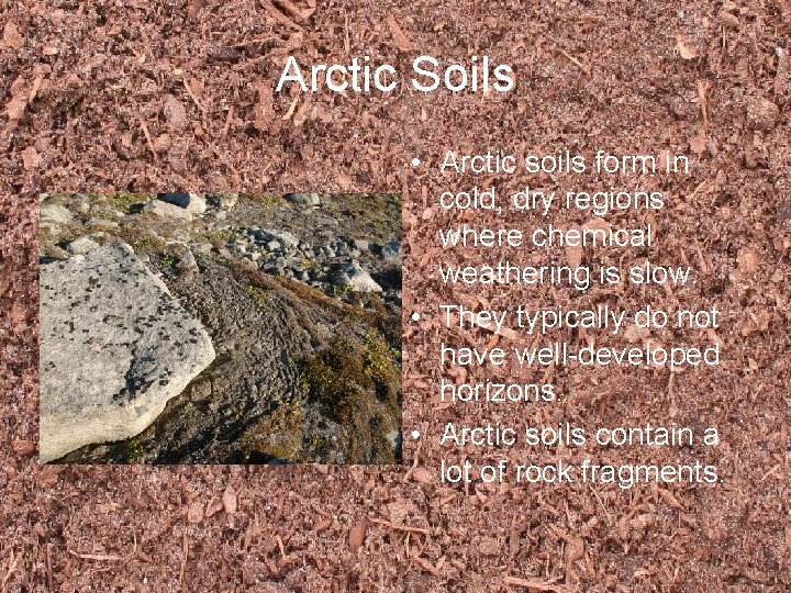 Arctic Soils • Arctic soils form in cold, dry regions where chemical weathering is