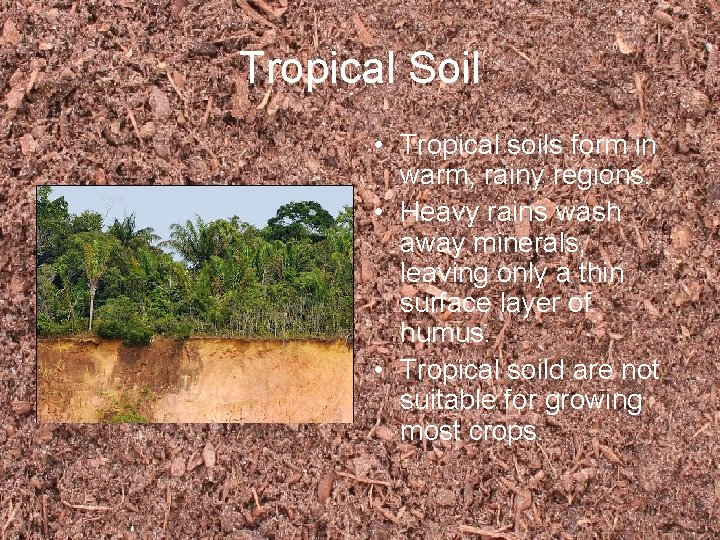 Tropical Soil • Tropical soils form in warm, rainy regions. • Heavy rains wash