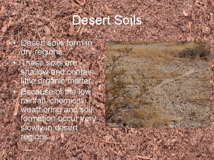 Desert Soils • Desert soils form in dry regions. • These soils are shallow