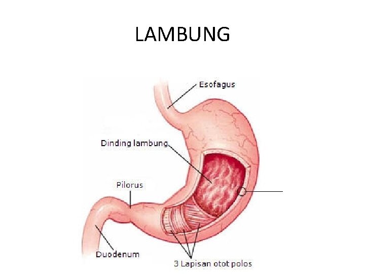 LAMBUNG 