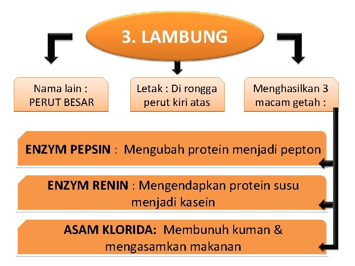 3. LAMBUNG Nama lain : PERUT BESAR Letak : Di rongga perut kiri atas