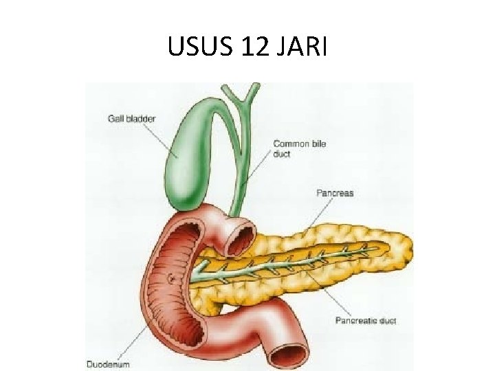 USUS 12 JARI 