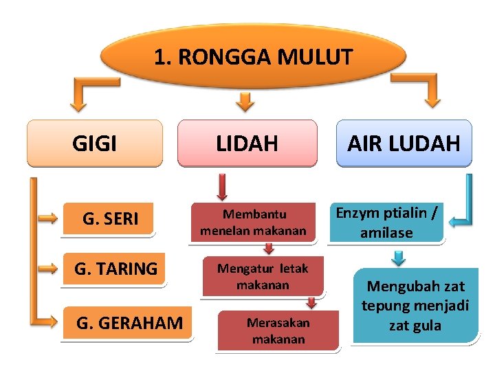 1. RONGGA MULUT GIGI G. SERI G. TARING G. GERAHAM LIDAH Membantu menelan makanan