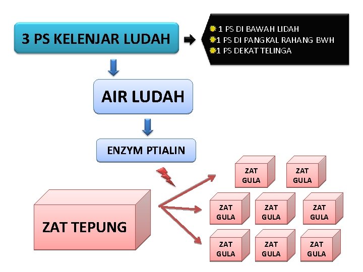 3 PS KELENJAR LUDAH 1 PS DI BAWAH LIDAH 1 PS DI PANGKAL RAHANG