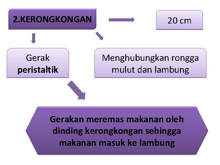 2. KERONGKONGAN Gerak peristaltik 20 cm Menghubungkan rongga mulut dan lambung Gerakan meremas makanan