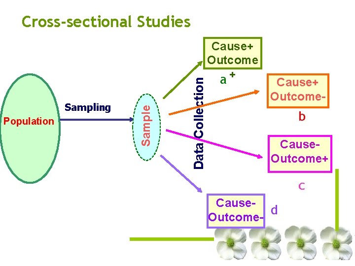 Population Data Collection Sampling Sample Cross-sectional Studies Cause+ Outcome a+ Cause+ Outcome- b Cause. Population Data Collection Sampling Sample Cross-sectional Studies Cause+ Outcome a+ Cause+ Outcome- b Cause.
