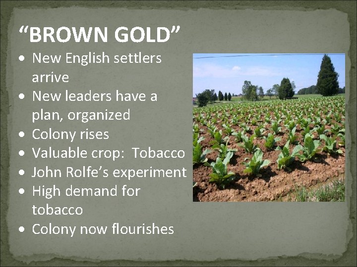 “BROWN GOLD” New English settlers arrive New leaders have a plan, organized Colony rises